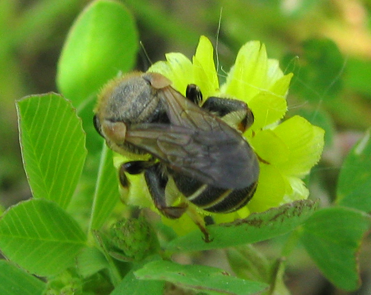 Apidae Halictinae